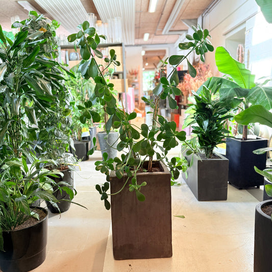 Paraplyplante (Schefflera arboricola) – 140 cm høj Second Hand plante i sort krukke