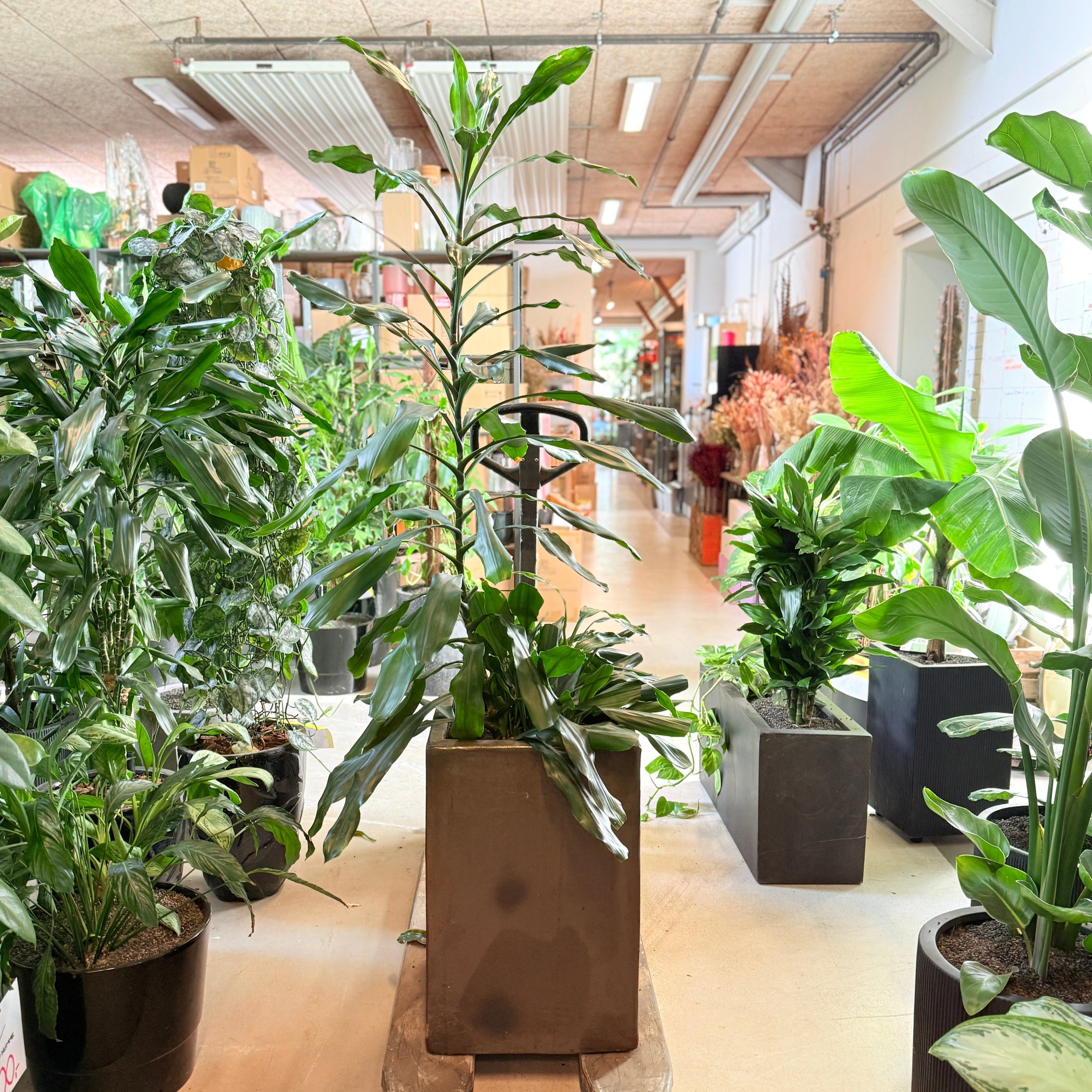 Dracaena fragrans – 170 cm høj Second Hand plante i sort krukke