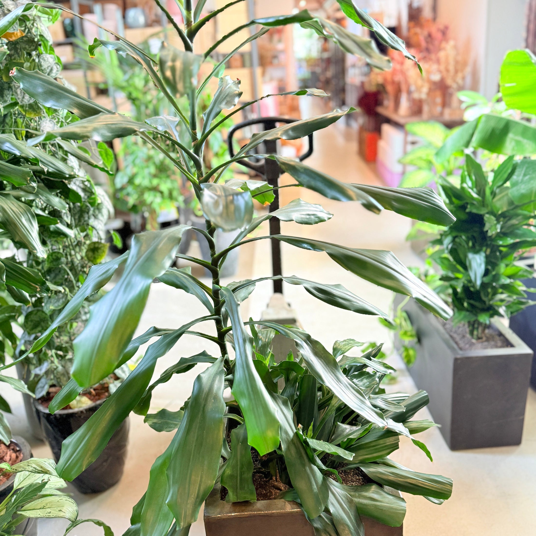 Dracaena fragrans – 170 cm høj Second Hand plante i sort krukke