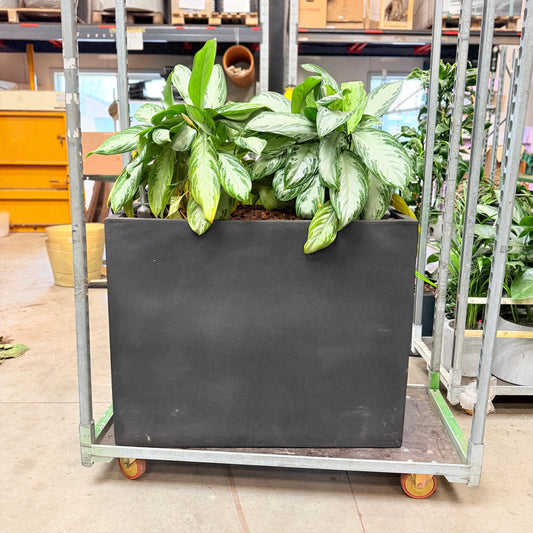 Kinesisk Stedsgrøn – Second Hand Genbrugsplante 130 cm i Sort Plantekasse