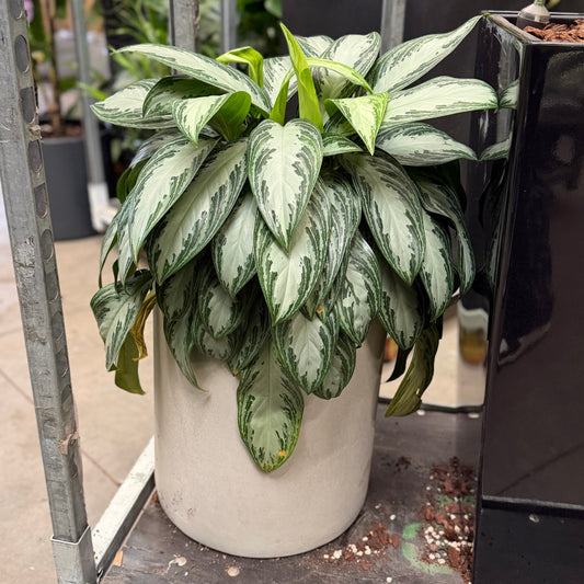 Kinesisk Stedsgrøn – Second Hand Genbrugsplante 70 cm i Cementkrukke