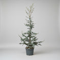 Indlæs billede i gallerivisning, Atlasceder (Cedrus atlantica ‘Glauca’) – stort blågrønt cedertræ på 210-220 cm
