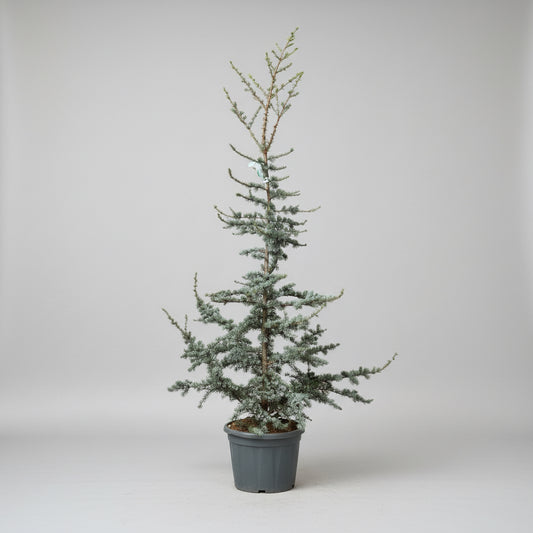 Atlasceder (Cedrus atlantica ‘Glauca’) – stort blågrønt cedertræ på 210-220 cm