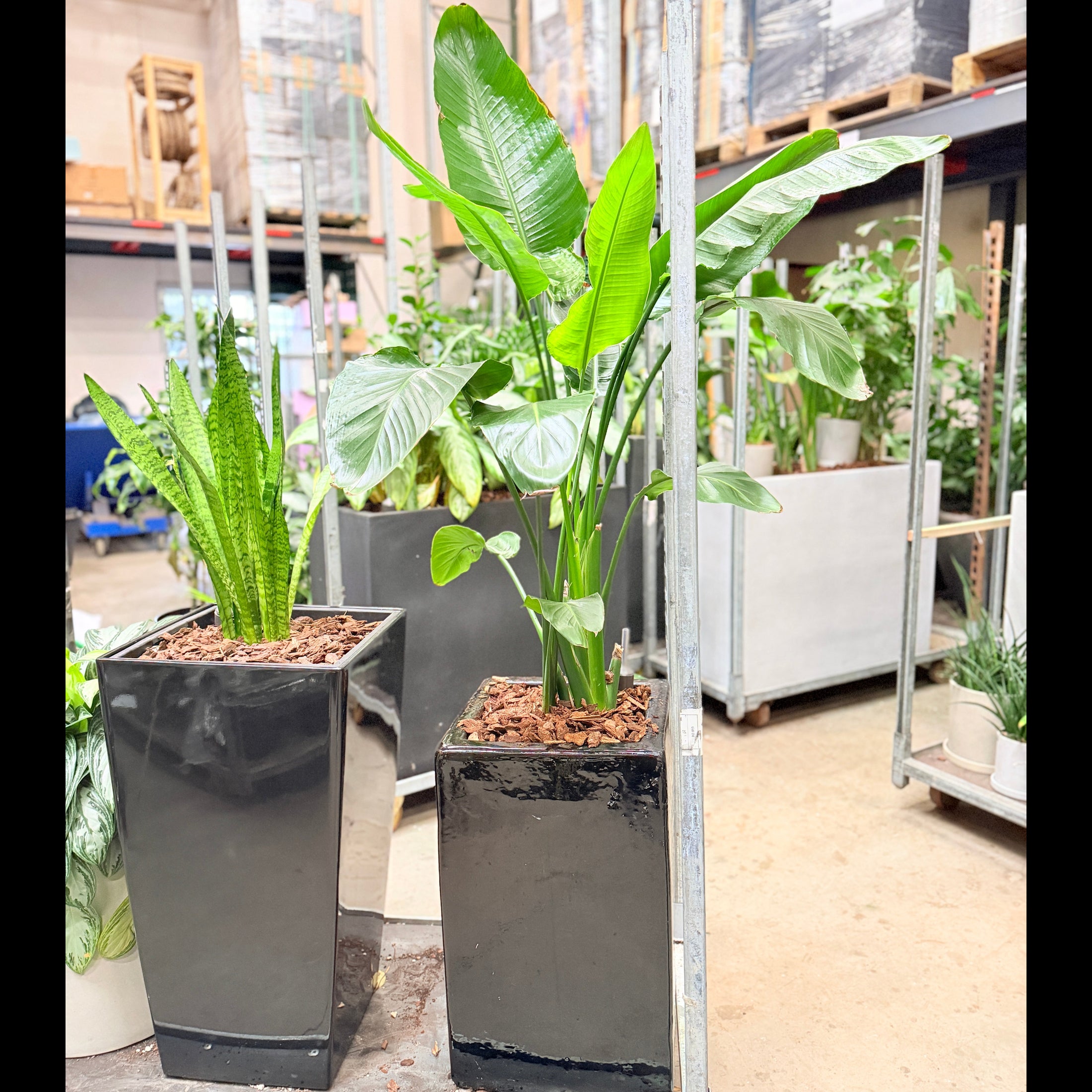 Paradisfuglplante – Second Hand Genbrugsplante 170 cm i Sort Krukke