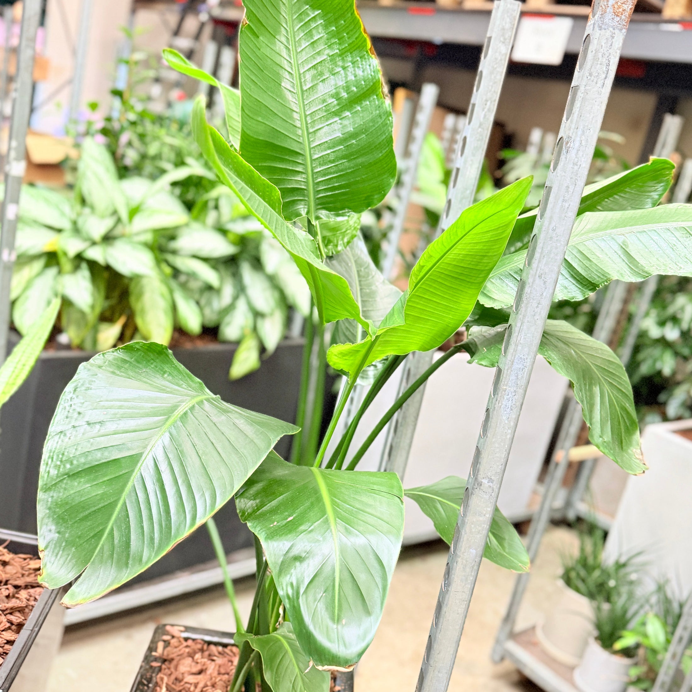 Paradisfuglplante – Second Hand Genbrugsplante 170 cm i Sort Krukke