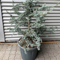 Indlæs billede i gallerivisning, Atlasceder (Cedrus atlantica ‘Glauca’) – stort blågrønt cedertræ på 210-220 cm
