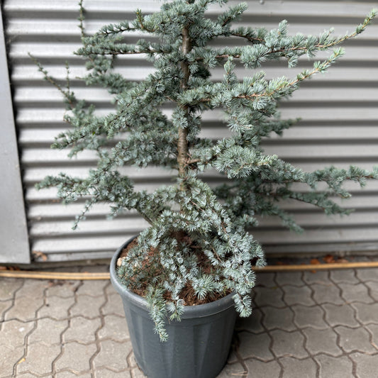 Atlasceder (Cedrus atlantica ‘Glauca’) – stort blågrønt cedertræ på 210-220 cm