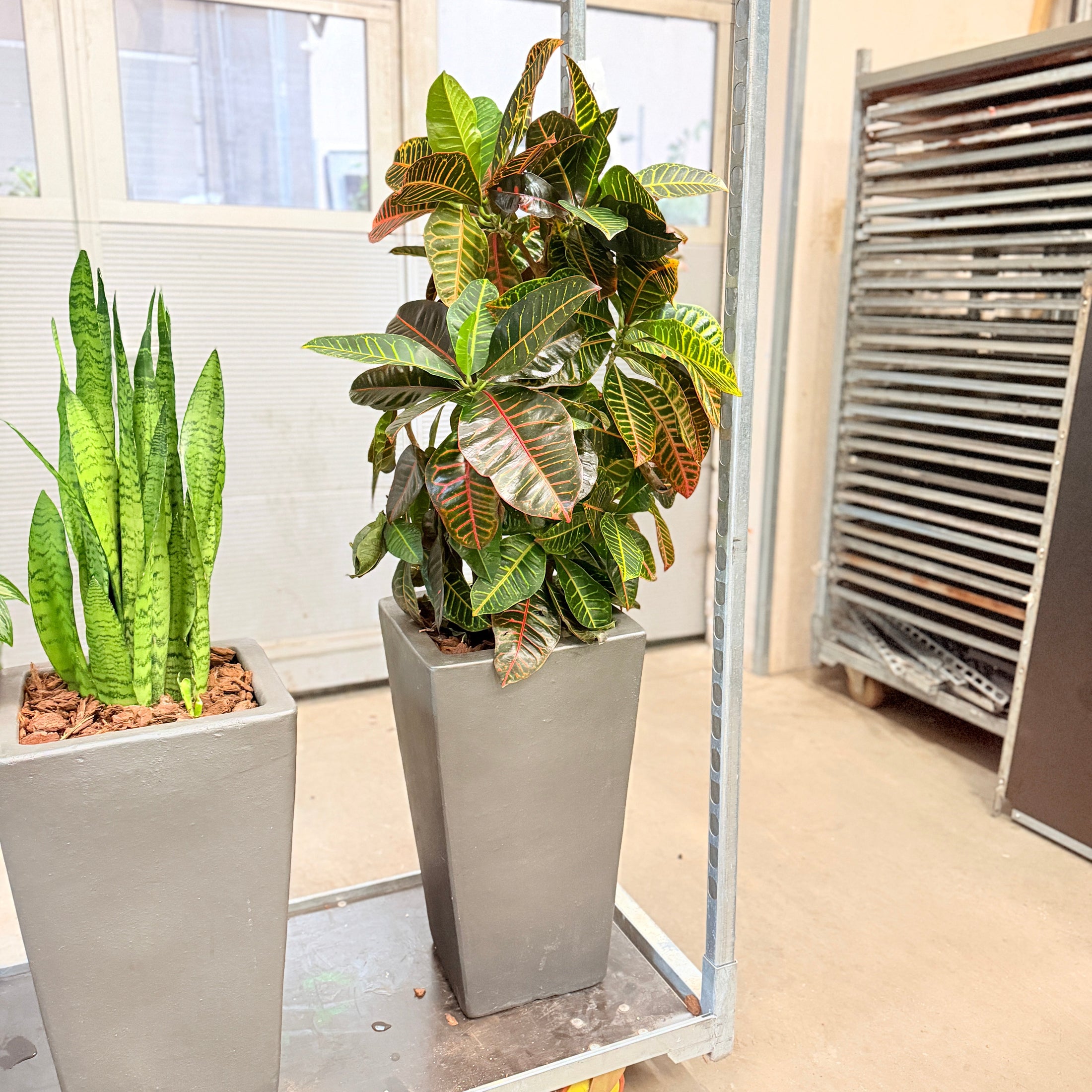 Kroton – Second Hand Genbrugsplante 140 cm i Cementkrukke