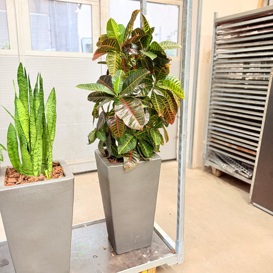 Kroton – Second Hand Genbrugsplante 140 cm i Cementkrukke