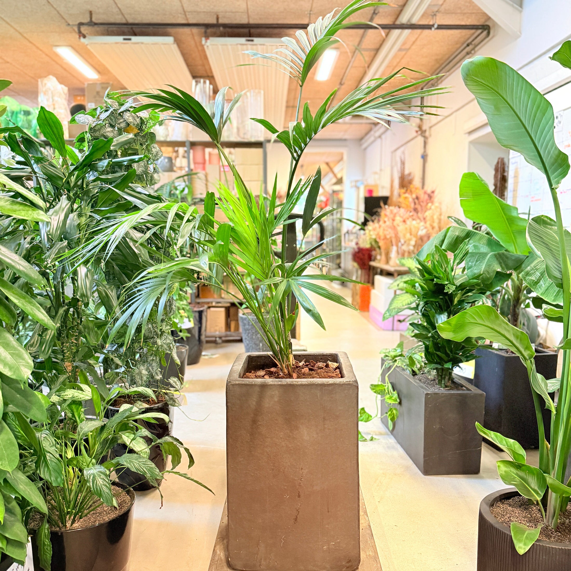 Kentia-palme (Howea forsteriana) – 180 cm høj Second Hand plante i sort krukke