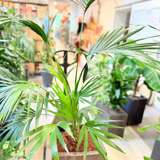 Kentia-palme (Howea forsteriana) – 180 cm høj Second Hand plante i sort krukke