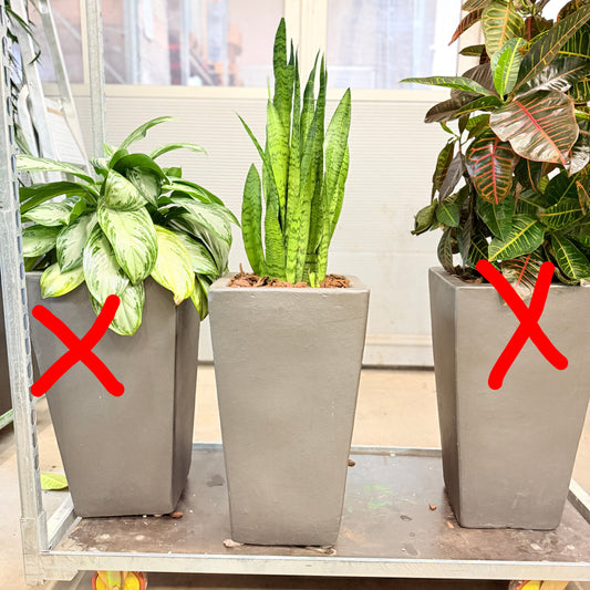 Svigermors Skarpe Tunge – Second Hand Genbrugsplante 110 cm i Cementkrukke