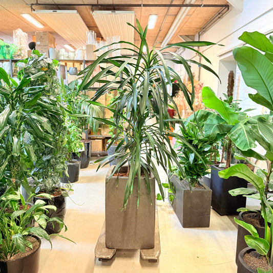 Dracaena reflexa – 170 cm høj Second Hand plante i cementkrukke