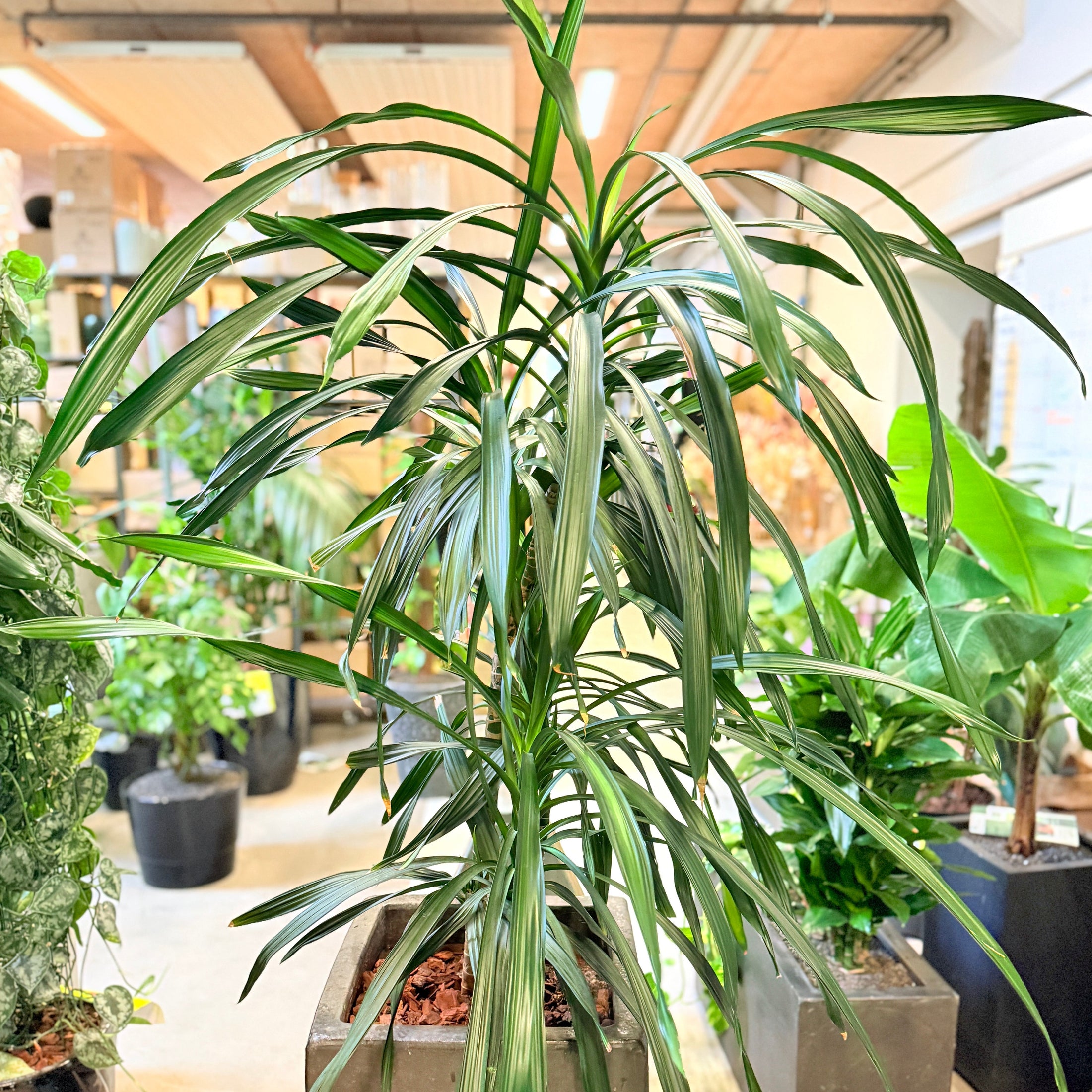 Dracaena reflexa – 170 cm høj Second Hand plante i cementkrukke