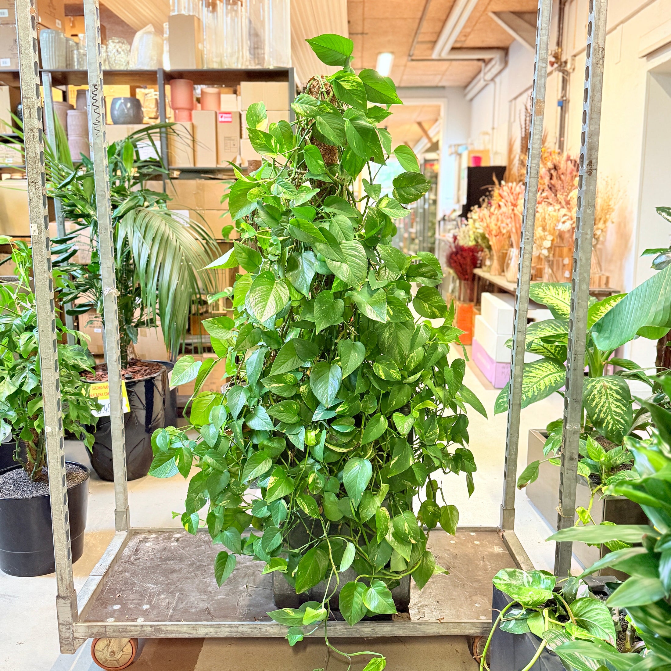 Epipremnum aureum (Guldranke) – 140 cm høj Second Hand plante i sort krukke