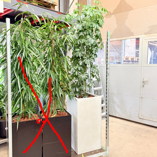 Paraplyplante – Second Hand Genbrugsplante 230 cm i Plantekasse