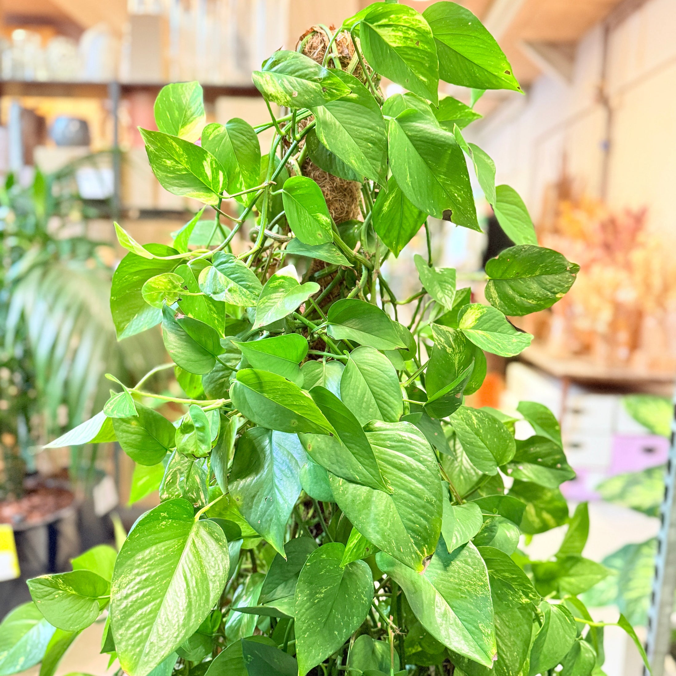 Epipremnum aureum (Guldranke) – 140 cm høj Second Hand plante i sort krukke