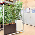 Indlæs billede i gallerivisning, Smalbladet Ficus – Second Hand Genbrugsplante 200 cm i Sort Krukke
