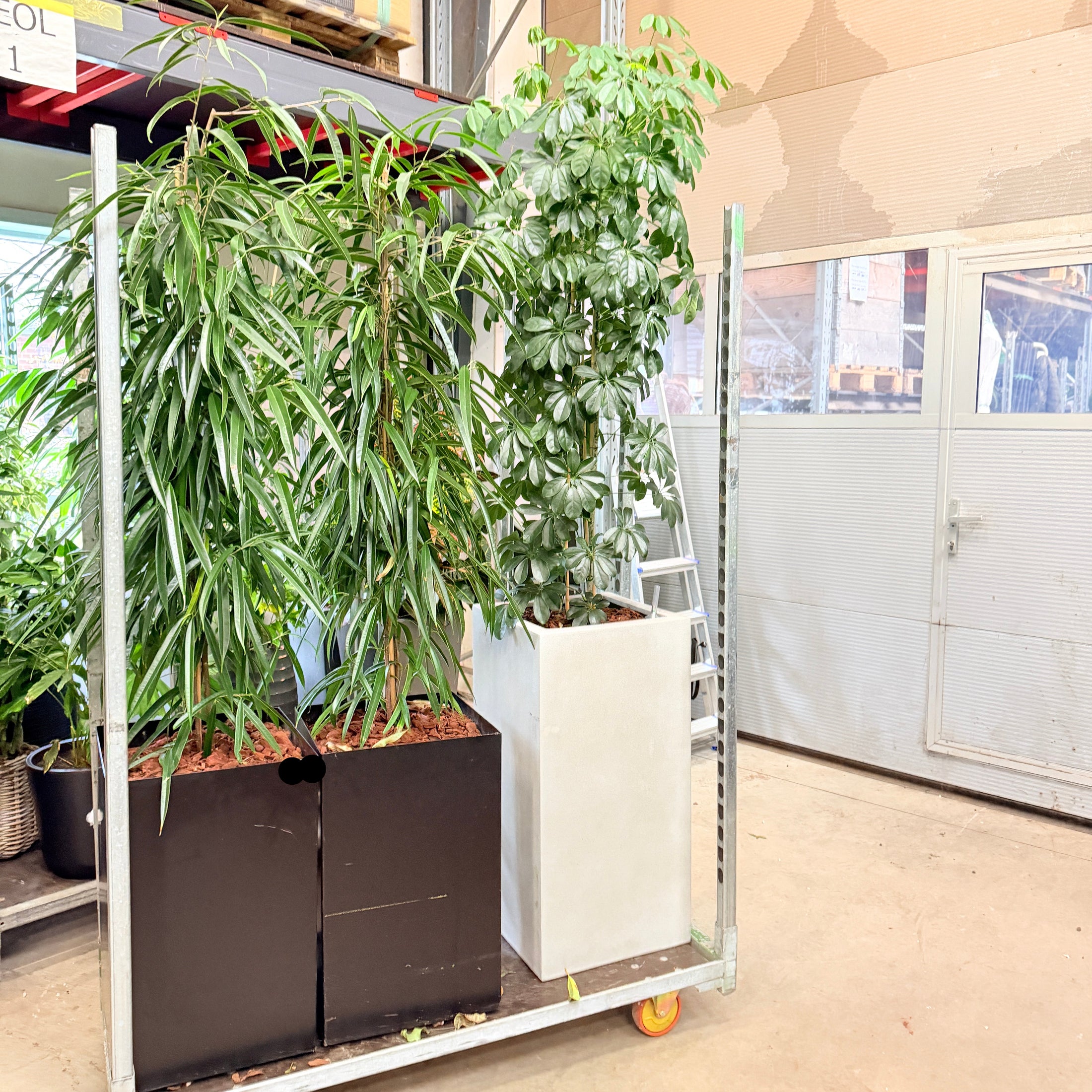 Smalbladet Ficus – Second Hand Genbrugsplante 200 cm i Sort Krukke