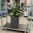 Indlæs billede i gallerivisning, Dracaena fragrans (Kornplante) – 90 cm høj Second Hand plante i cementkrukke
