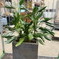 Indlæs billede i gallerivisning, Dracaena fragrans (Kornplante) – 90 cm høj Second Hand plante i cementkrukke
