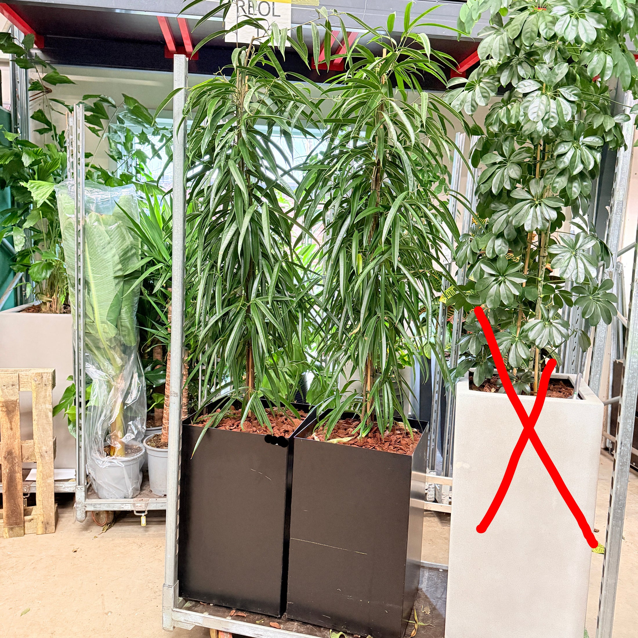 Smalbladet Ficus – Second Hand Genbrugsplante 200 cm i Sort Krukke