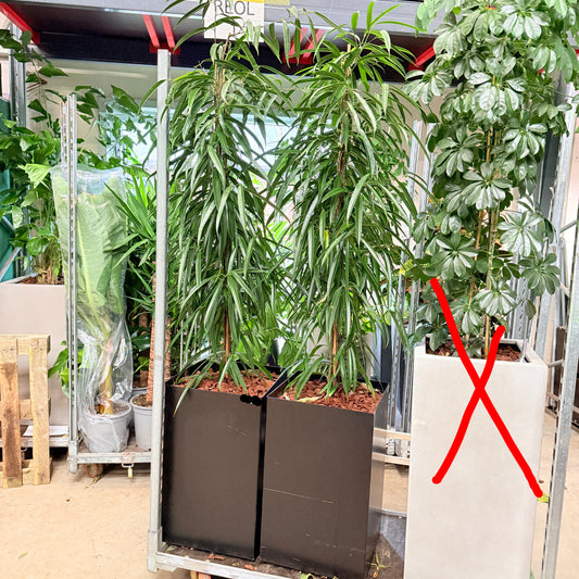 Smalbladet Ficus – Second Hand Genbrugsplante 200 cm i Sort Krukke
