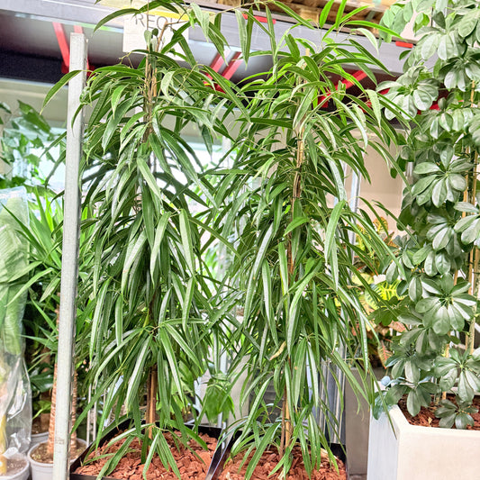 Smalbladet Ficus – Second Hand Genbrugsplante 200 cm i Sort Krukke