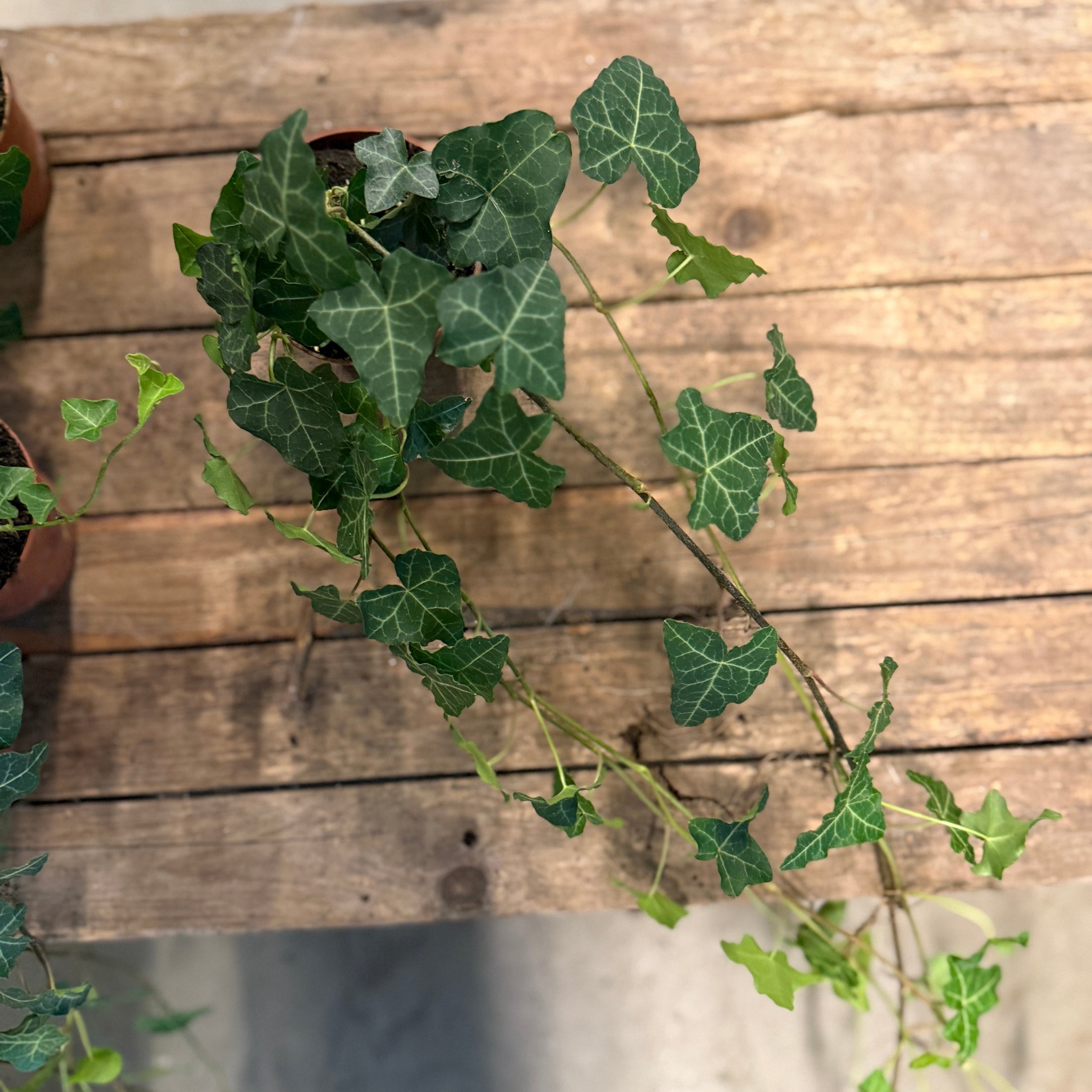 Egeføj (Hedera colchica) – vintergrøn klatre- og bunddækkeplante (mængderabat)