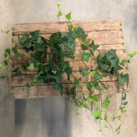 Egeføj (Hedera colchica) – vintergrøn klatre- og bunddækkeplante (mængderabat)