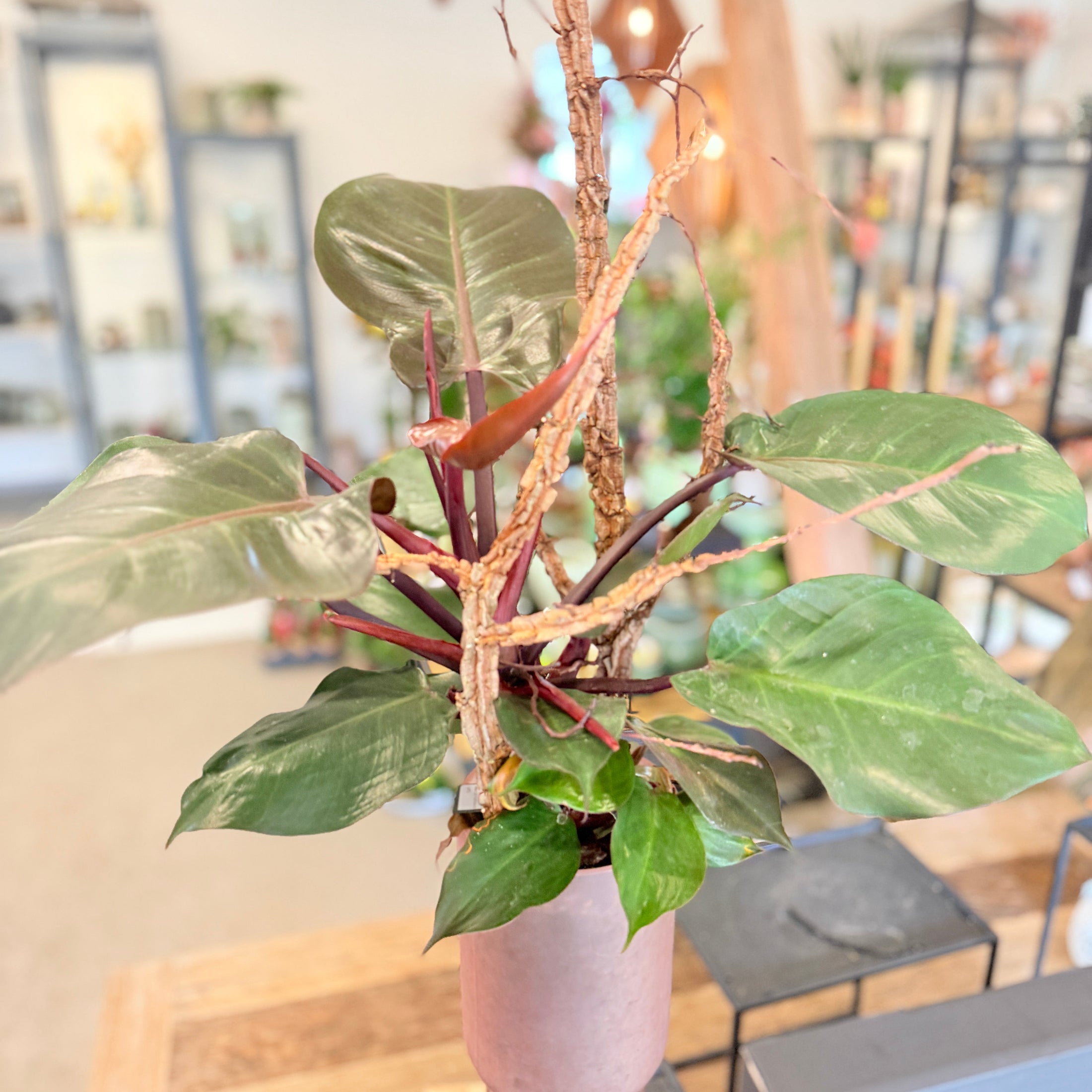 Second Hand Rødbladet Filodendron – Elegant Genbrugsplante i Dekorativ Vase