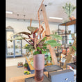 Indlæs billede i gallerivisning, Second Hand Rødbladet Filodendron – Elegant Genbrugsplante i Dekorativ Vase
