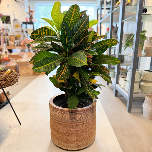 Kroton (Codiaeum variegatum) i naturkrukke – ca. 60 cm høj