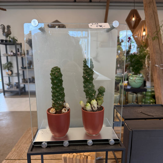 Second Hand Kaktus i Glasramme – Dekorativ Genbrugsplante med Skulpturelt Udtryk