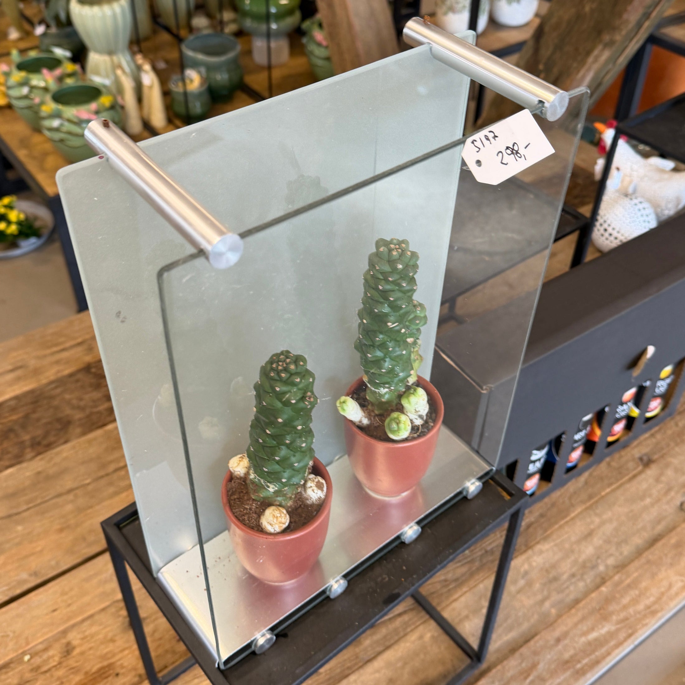 Second Hand Kaktus i Glasramme – Dekorativ Genbrugsplante med Skulpturelt Udtryk