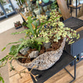 Indlæs billede i gallerivisning, Second Hand Sukkulenter – Naturligt Plantearrangement i Rå Cementskål
