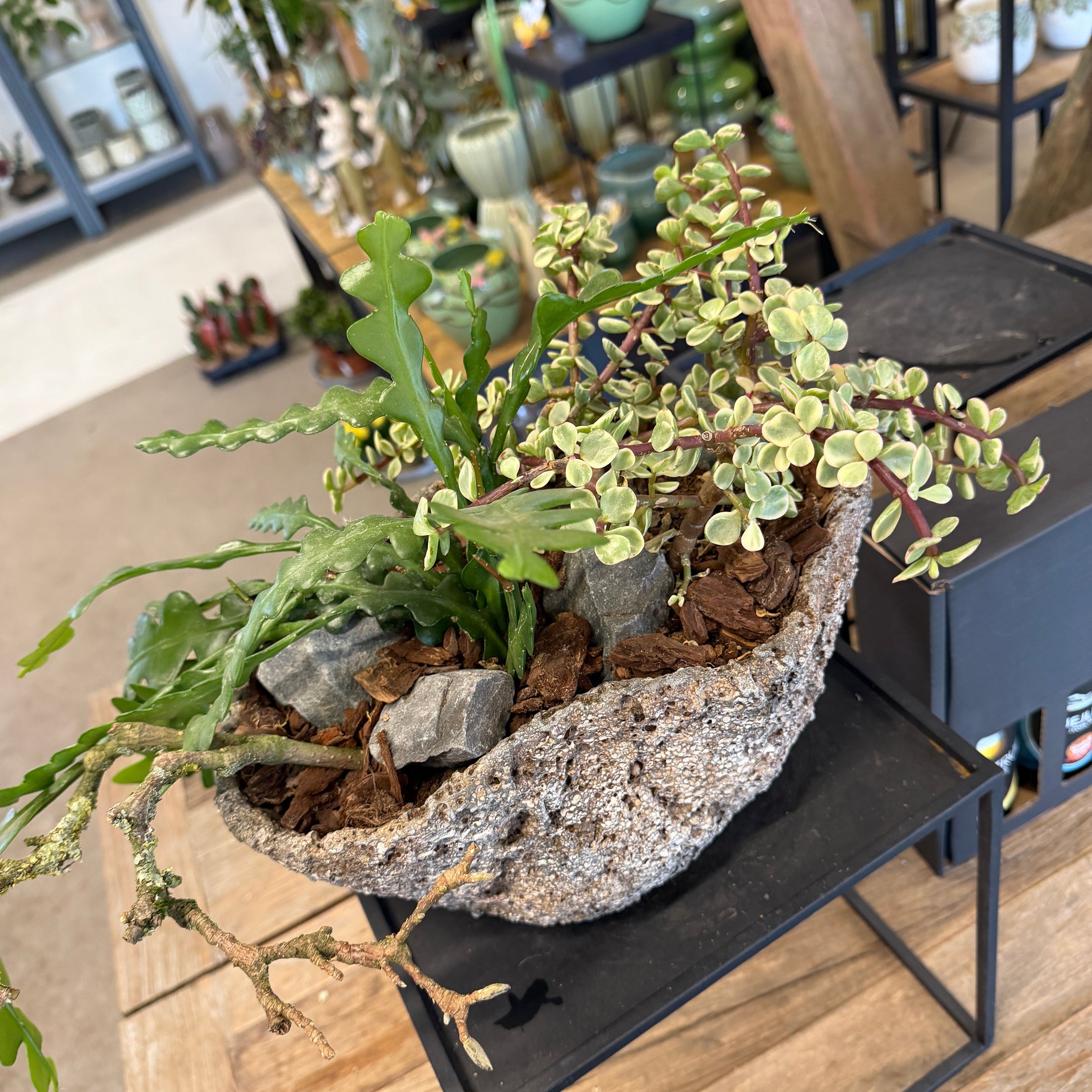Second Hand Sukkulenter – Naturligt Plantearrangement i Rå Cementskål