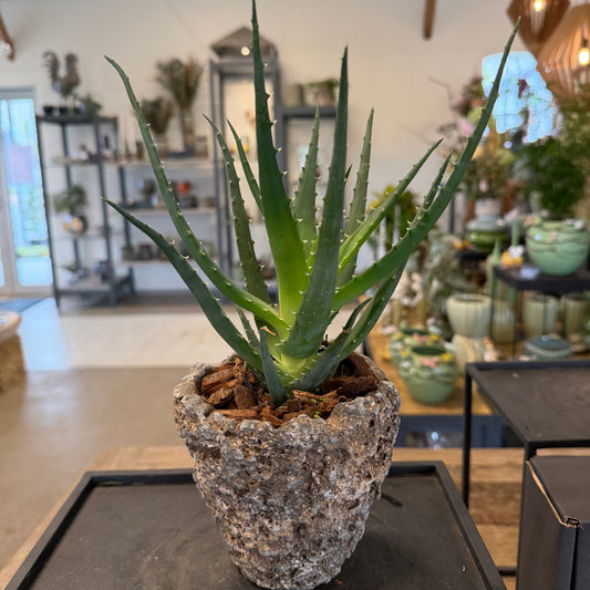 Second Hand Aloe Vera – Skulpturel Genbrugsplante i Rå Cementkrukke