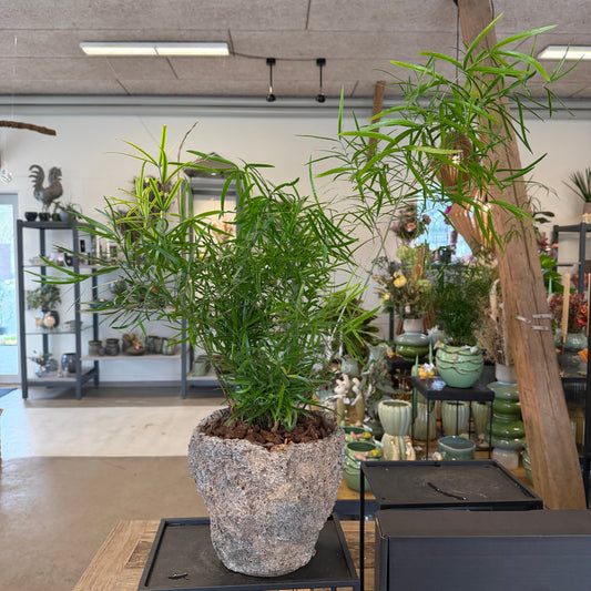 Second Hand Asparagus Bregne – Luftig Genbrugsplante i Rå Cementkrukke