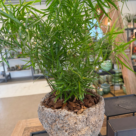 Second Hand Asparagus Bregne – Luftig Genbrugsplante i Rå Cementkrukke