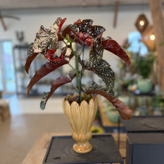 Second Hand Begonia Maculata – Polkaprikket Genbrugsplante i Dekorativ Vase