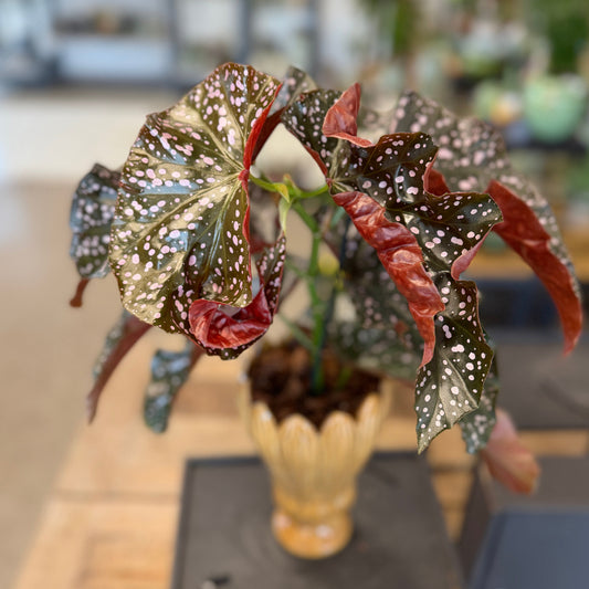 Second Hand Begonia Maculata – Polkaprikket Genbrugsplante i Dekorativ Vase