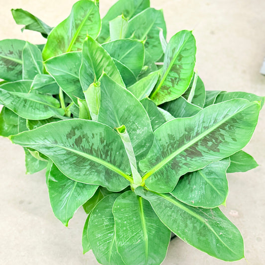 Bananplante (Musa tropicana) – 40-45 cm høj i vækstpotte Ø12 cm