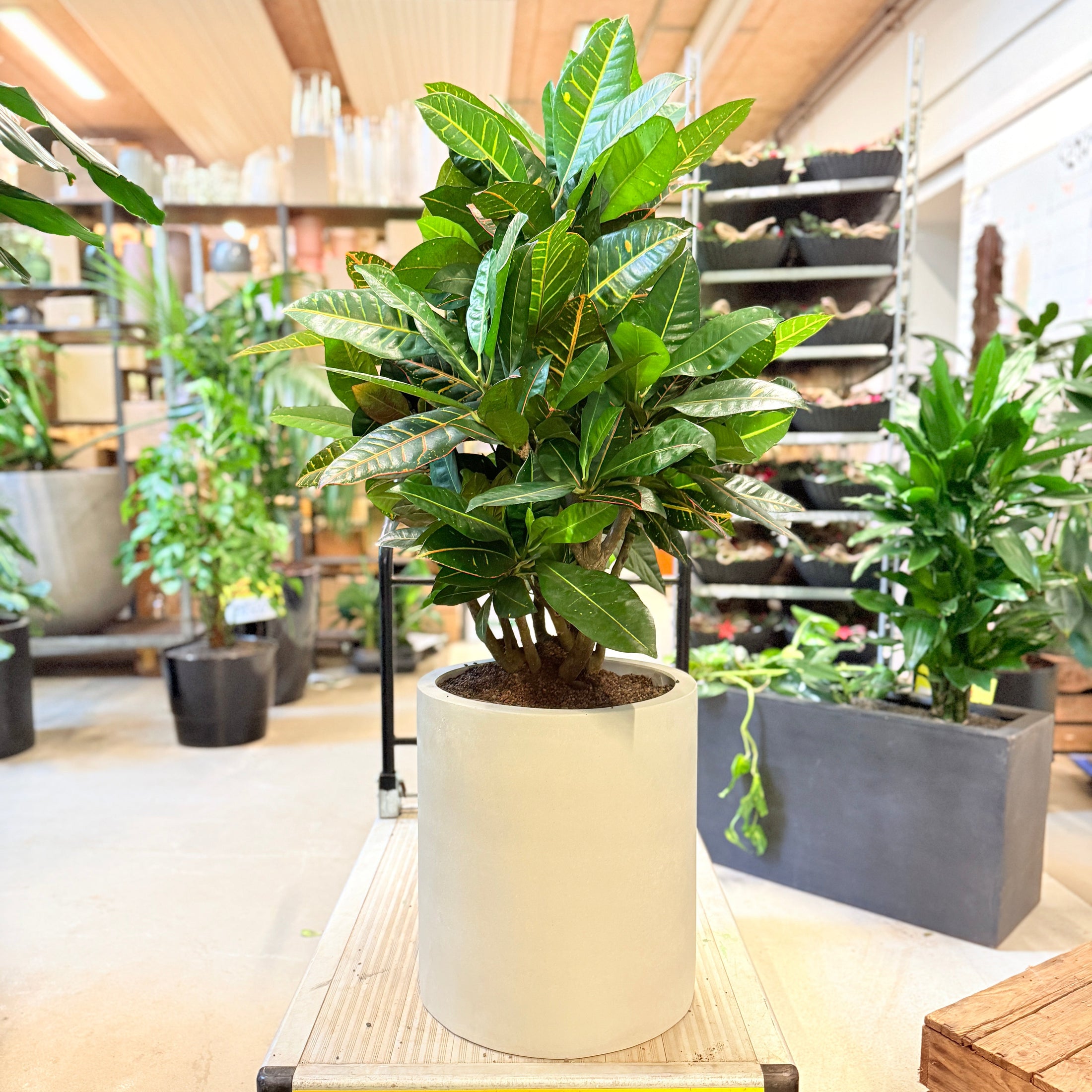 Kroton (Codiaeum variegatum) – 120 cm høj i lys krukke