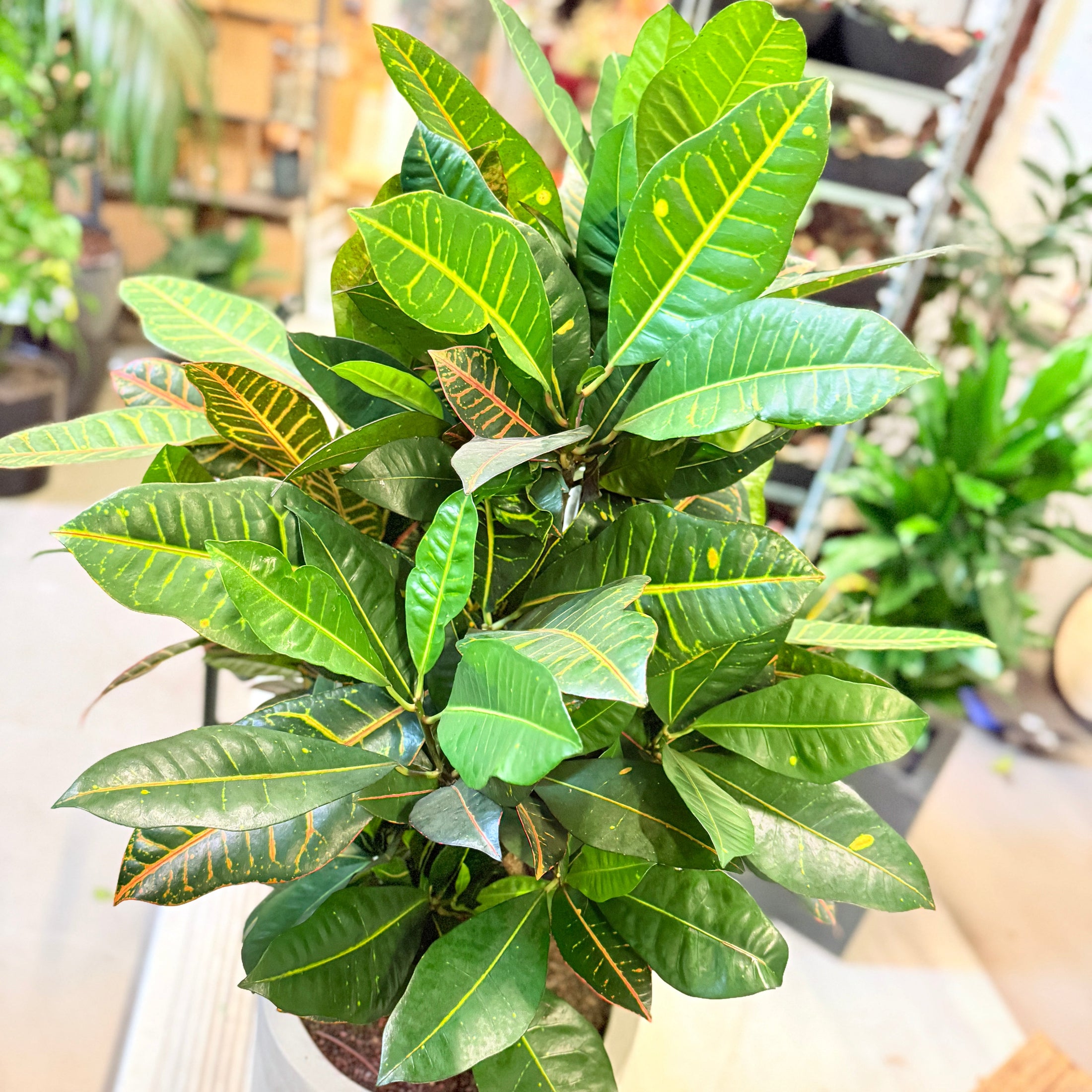 Kroton (Codiaeum variegatum) – 120 cm høj i lys krukke