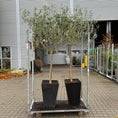 Indlæs billede i gallerivisning, Oliventræer (Olea europaea) – 2 stk. i sorte terrazzo-krukker
