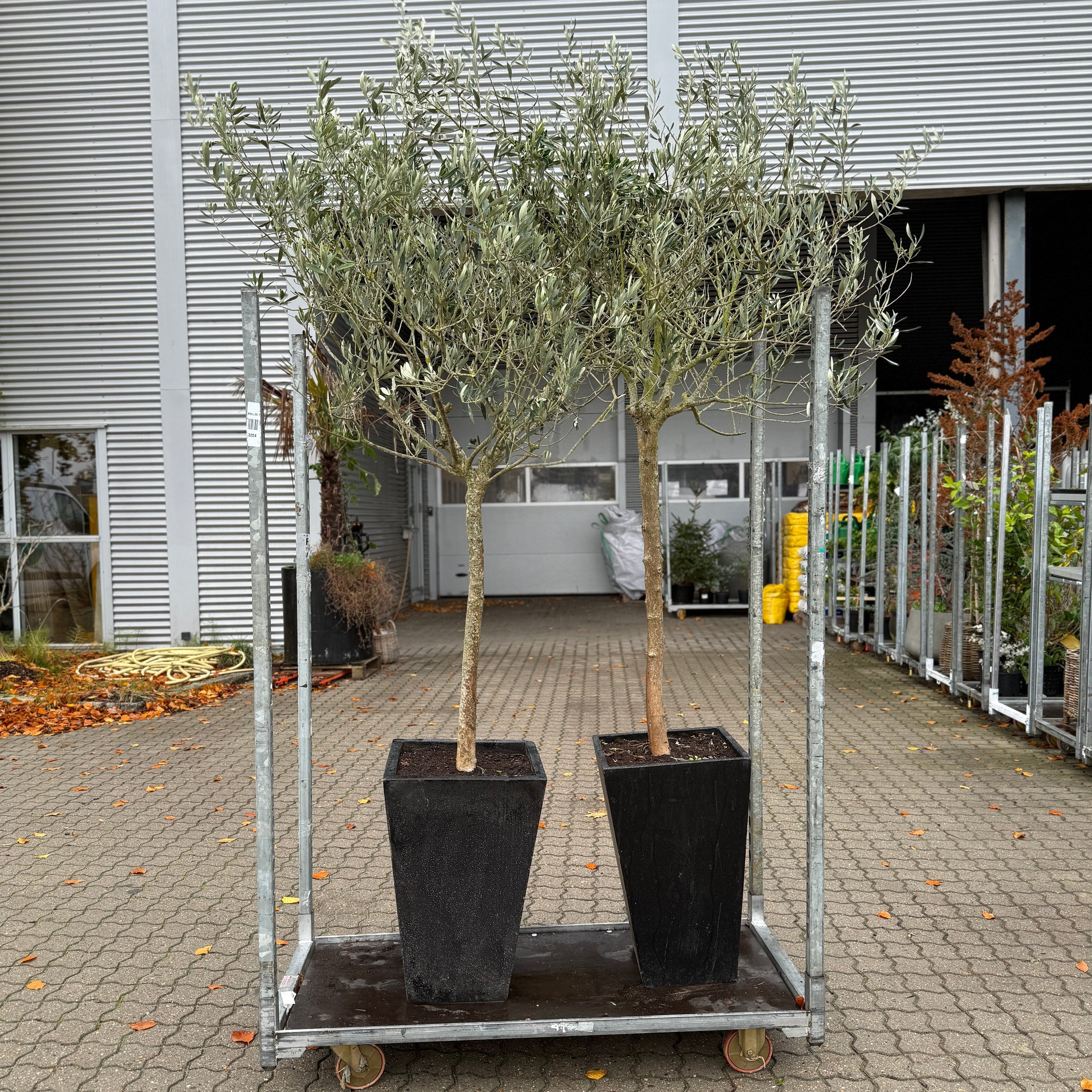 Oliventræer (Olea europaea) – 2 stk. i sorte terrazzo-krukker