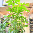 Indlæs billede i gallerivisning, Paraplyplante (Schefflera actinophylla) – 200 cm høj i sort krukke
