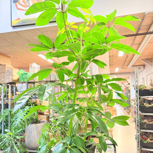 Paraplyplante (Schefflera actinophylla) – 200 cm høj i sort krukke