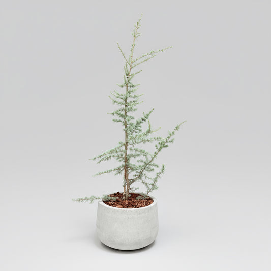 Atlasceder (Cedrus atlantica ‘Glauca’) – 170-180 cm høj i lys cementkrukke